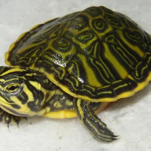 tartaruga d'acqua